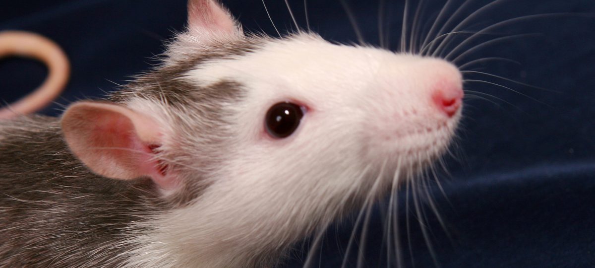 Rat