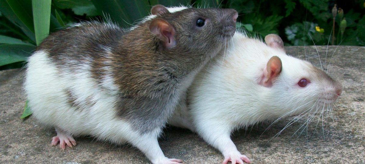 Ratten bijgesneden