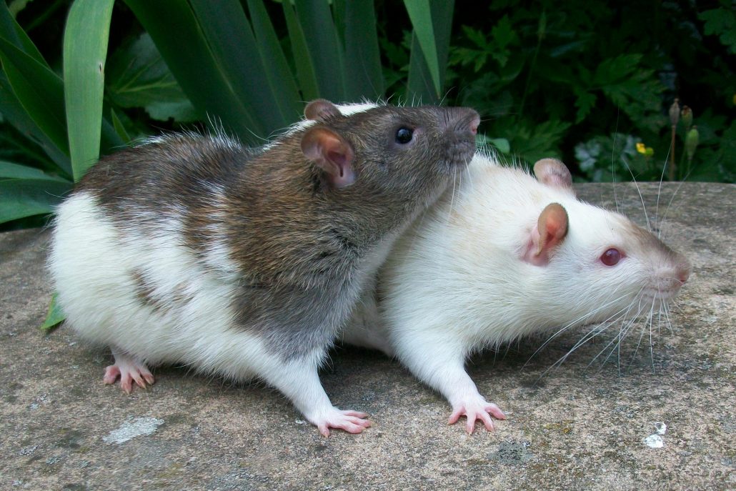 Ratten
