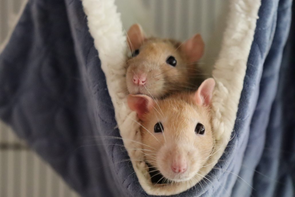 Ratten in hangmat