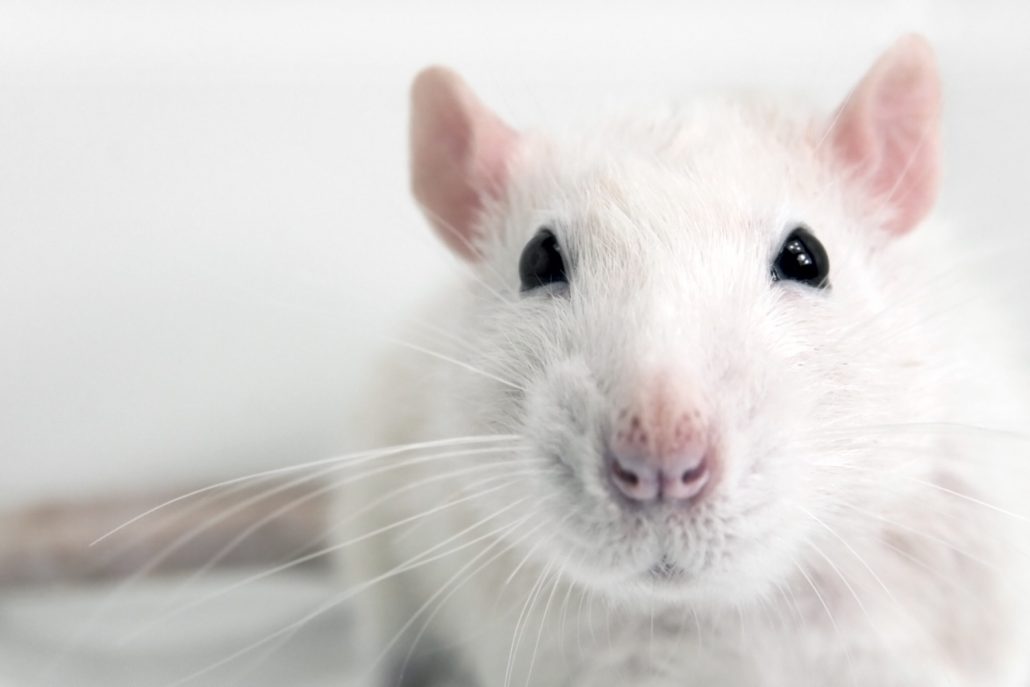 Witte rat