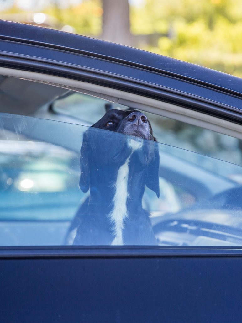 Hond in auto smal