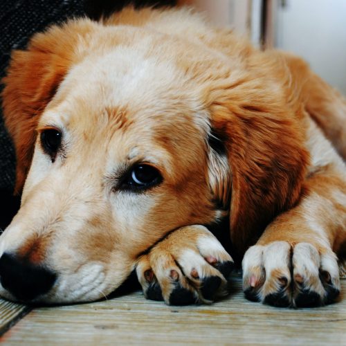 Hond op de grond eenzaam
