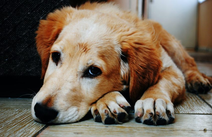 Hond op de grond eenzaam