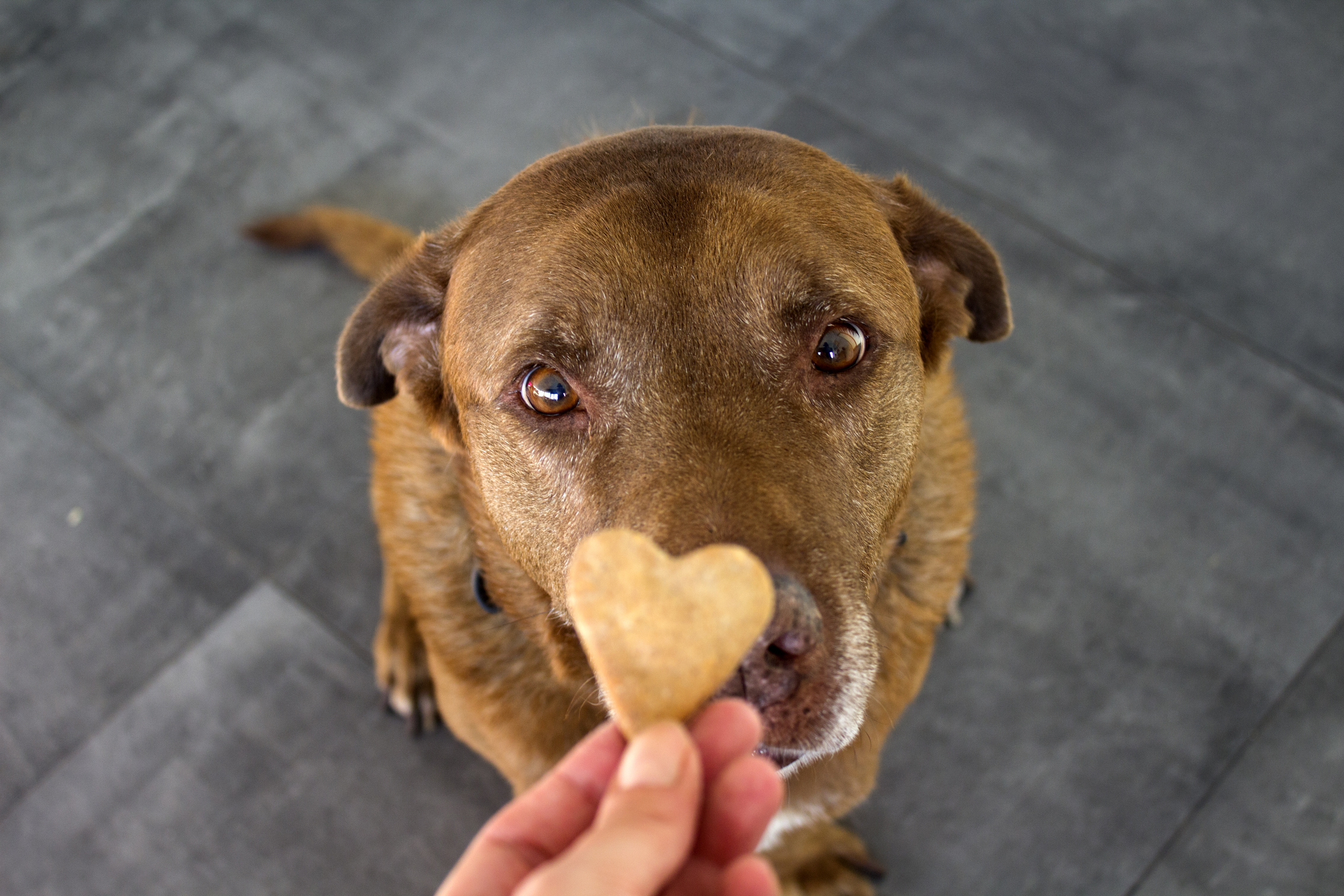 Hond krijgt hondenkoekje