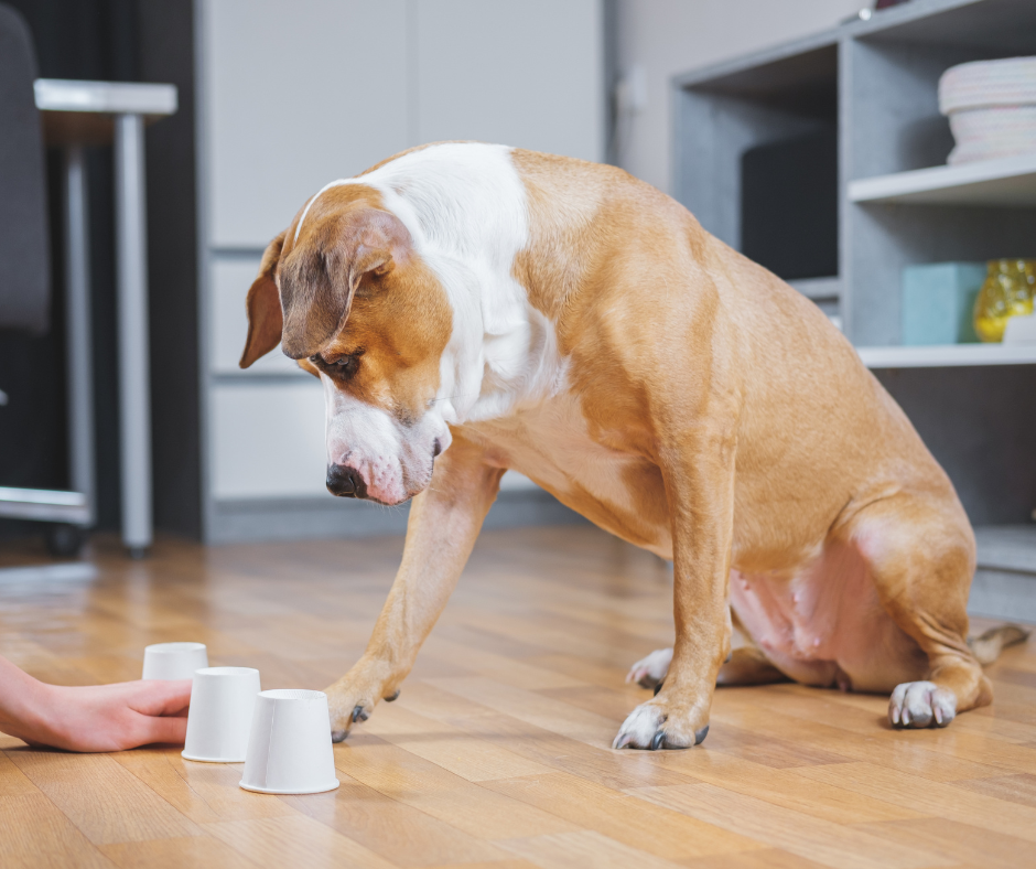Hond denkspel