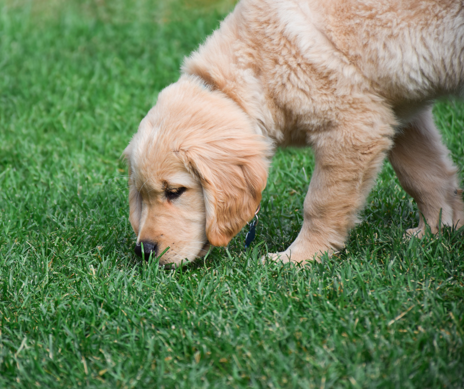 Hond speurspel