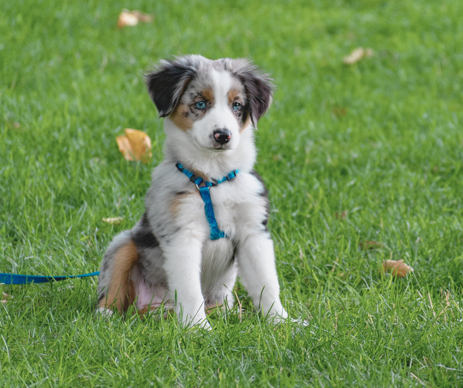 Puppy zittend