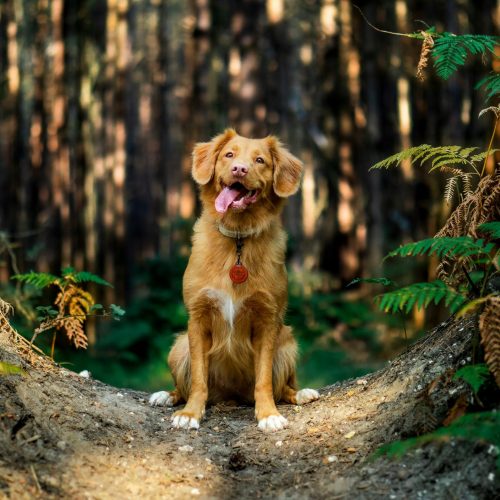 hond buiten