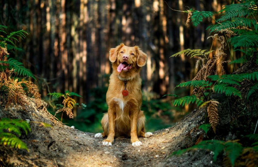 hond buiten