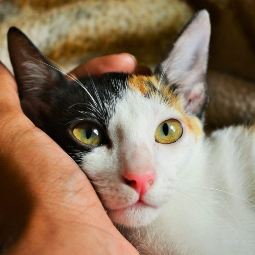 kat in hand pexels