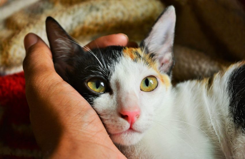 kat in hand pexels
