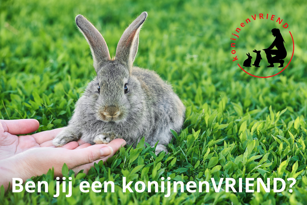 ben jij een konijnenvriend