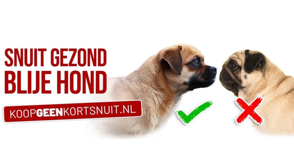 koop geen kortsnuit