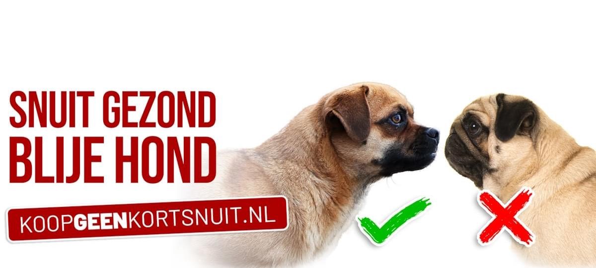 koop geen kortsnuit