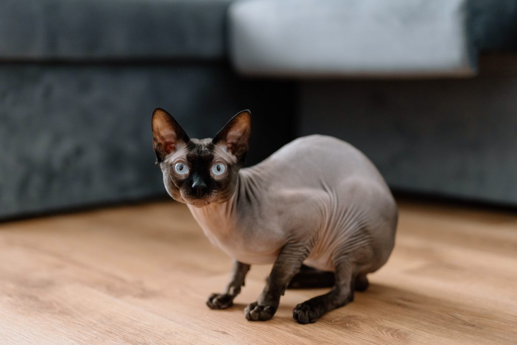 naaktkat