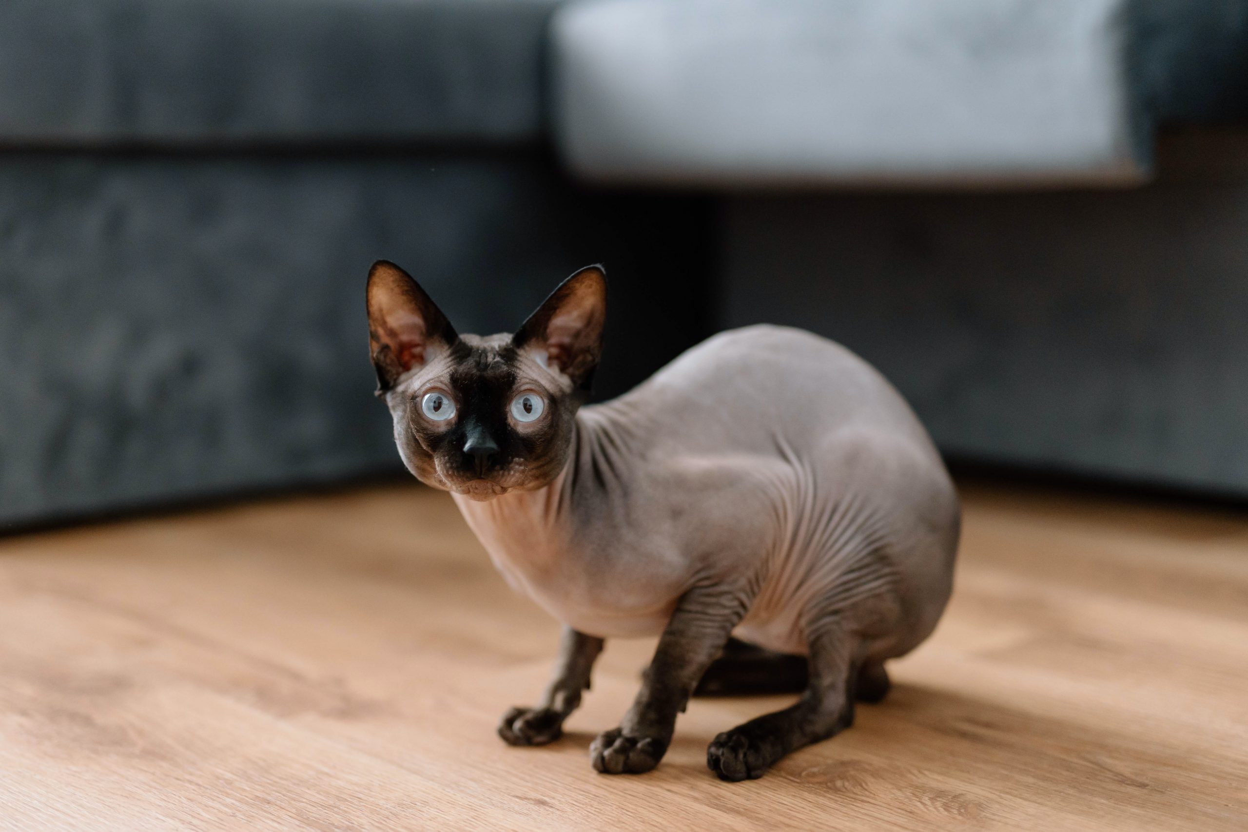 naaktkat