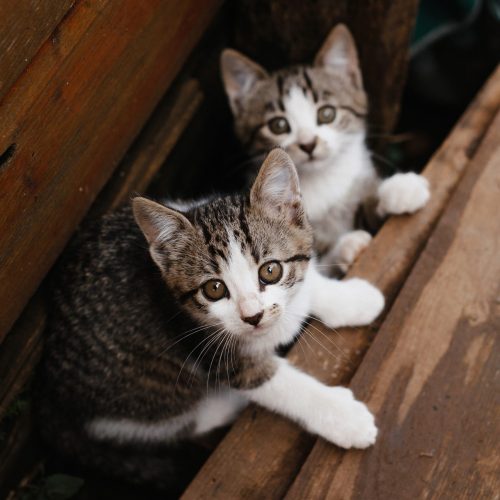 Twee kittens