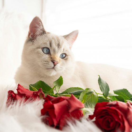 Kat Valentijn