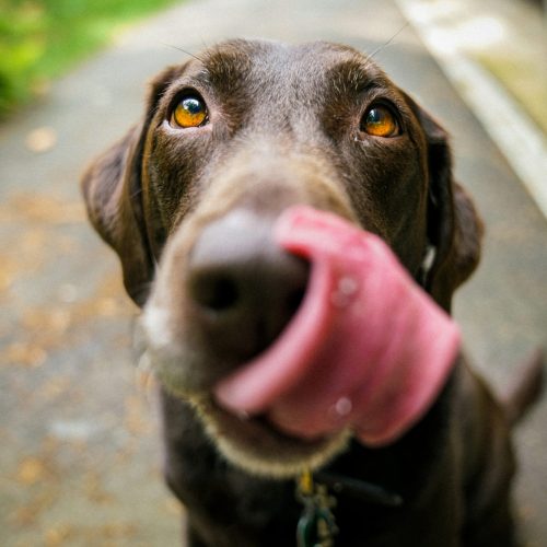 hond likt mond