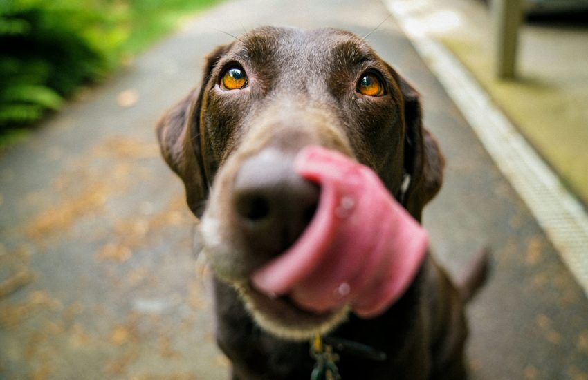 hond likt mond