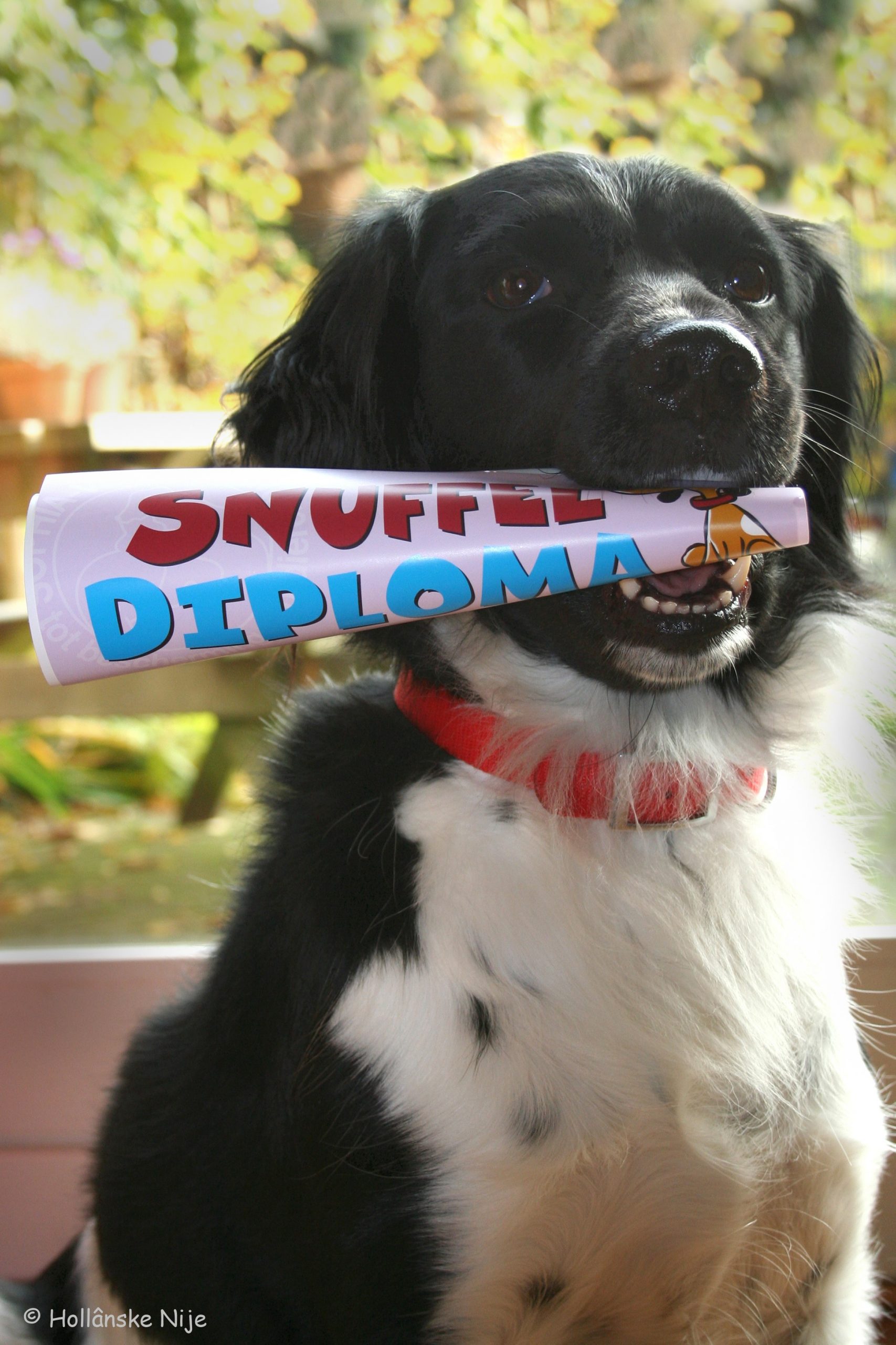 Snuffeldiploma