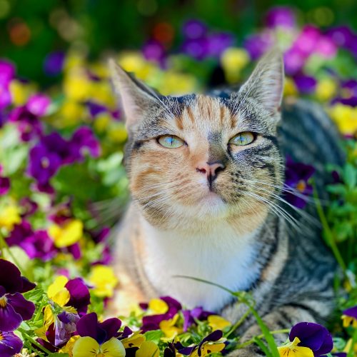 Kat lente