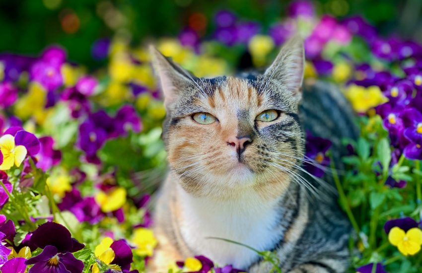 Kat lente