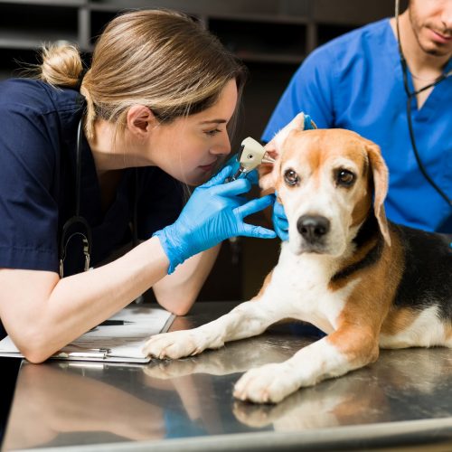 hond bij dierenarts