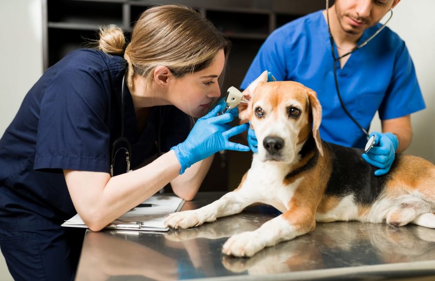 hond bij dierenarts