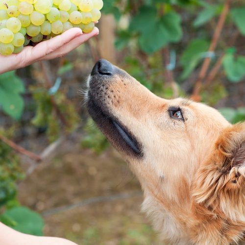 Hond en druiven