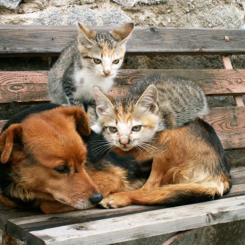 Zwefkatten en zwerfhond