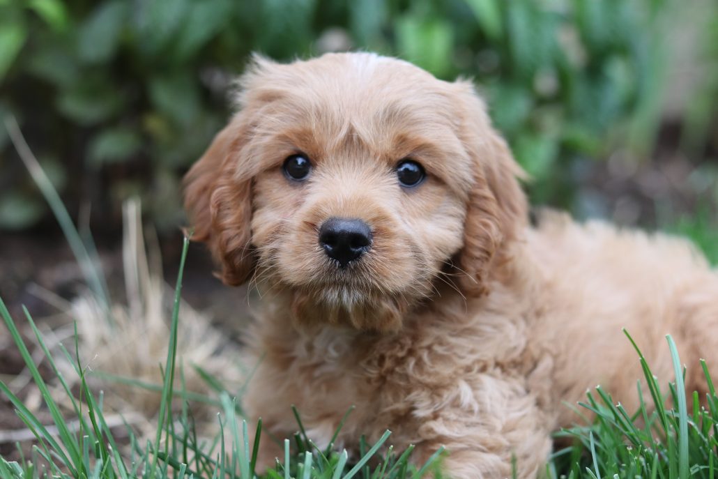 Labrador pup 