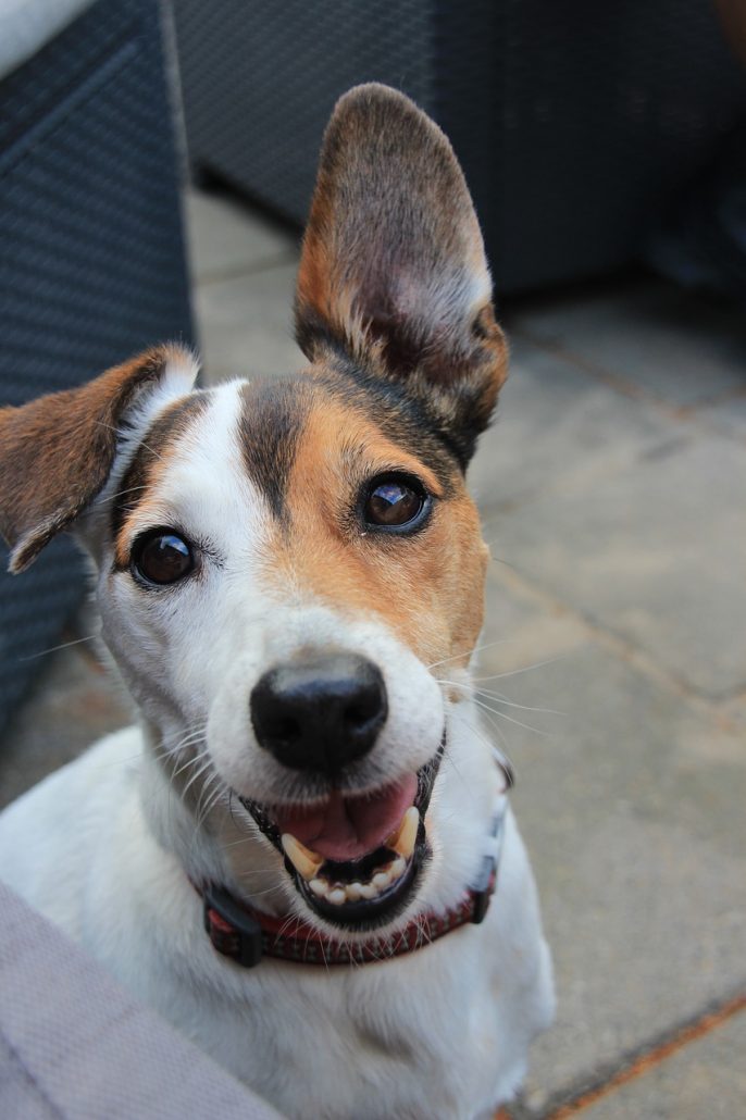 Hond blij