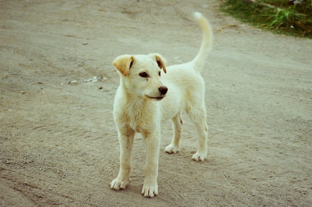 Zwerfhond