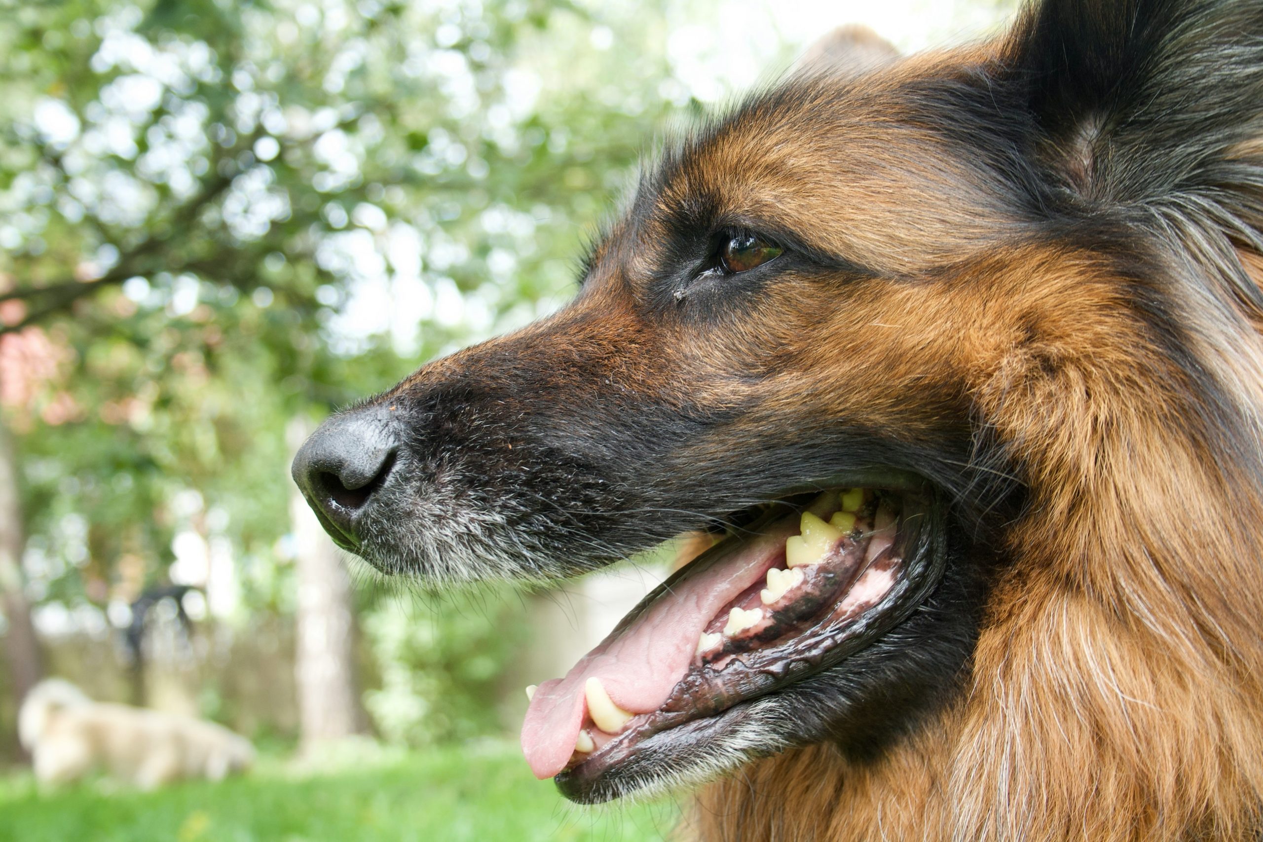 Hond gebit