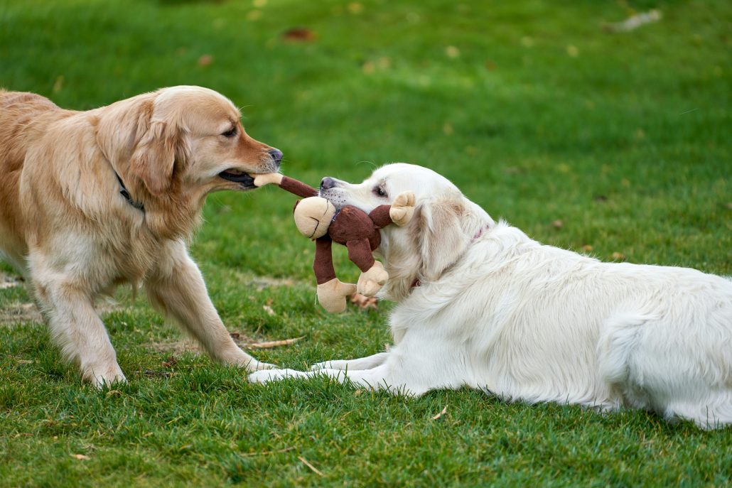 twee honden