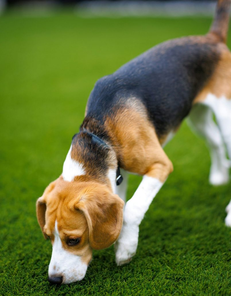 Hond snuffelt