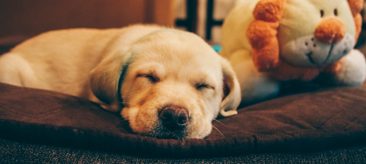 pup op hondenkussen