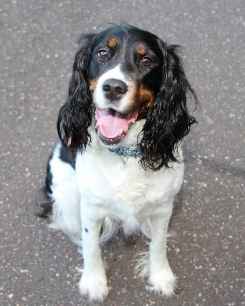 blije hond