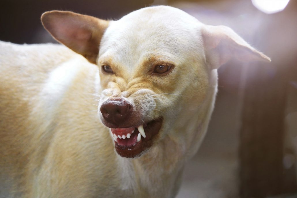 Hond lip optrekken