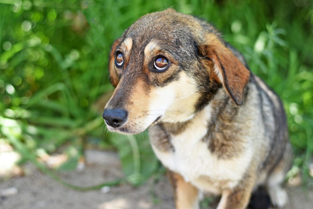 Stress signalen hond
