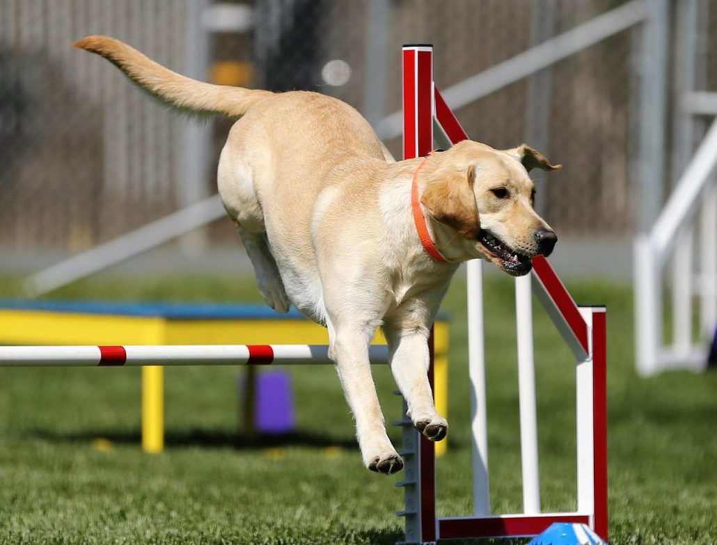 labrador actief