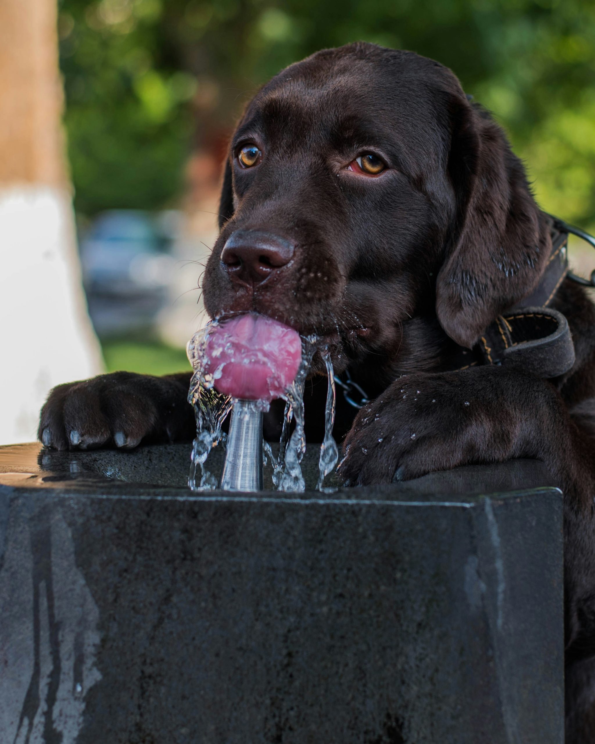 Hond drinkt