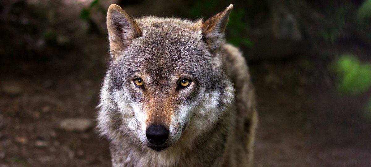 wolf