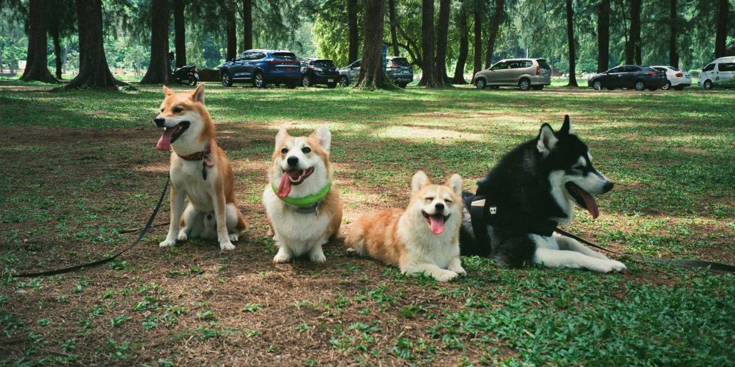 groep honden