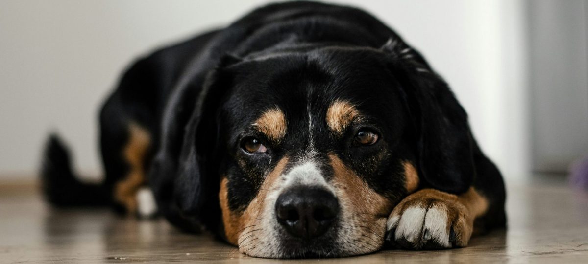 Oude hond op grond bijgesneden