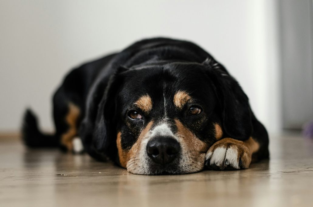 Oude hond