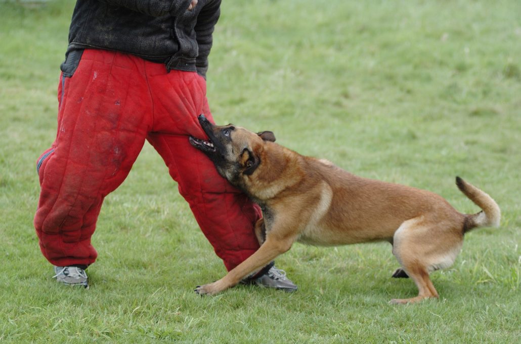 Hond bijt