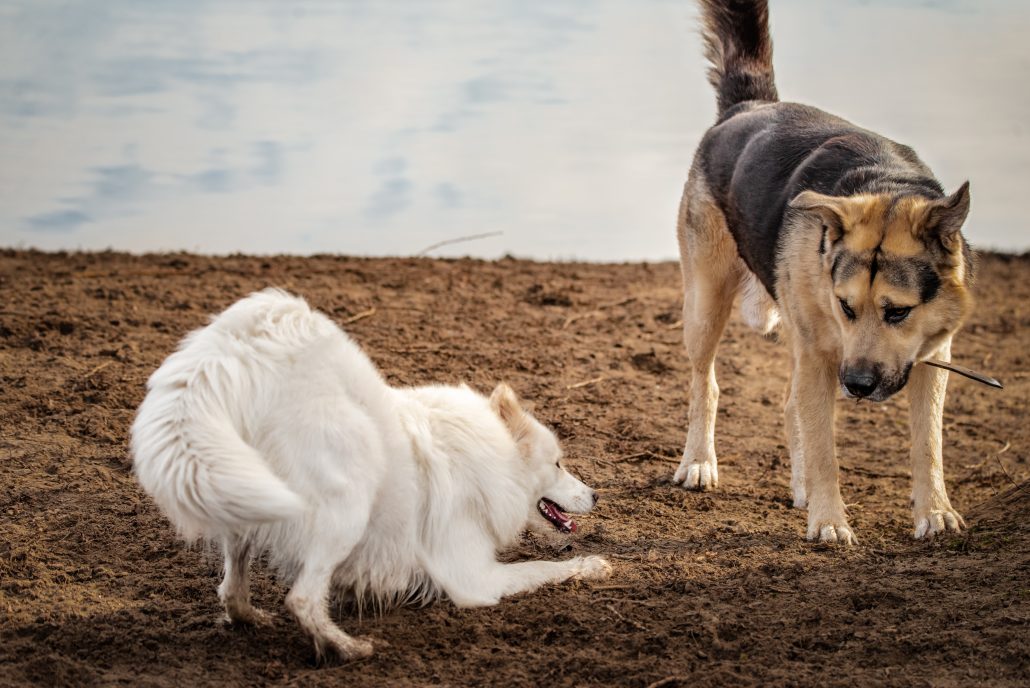 Speelboog honden